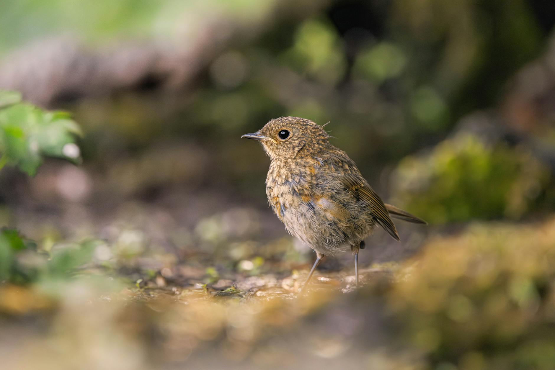 Feel the heartbeat of Nature @ Maasmechelen